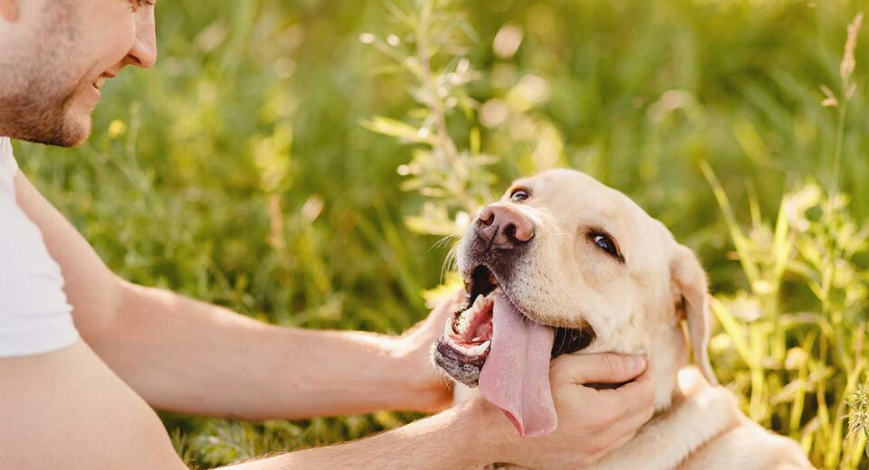 The Benefits of a Pet-Friendly Drug Rehab Center