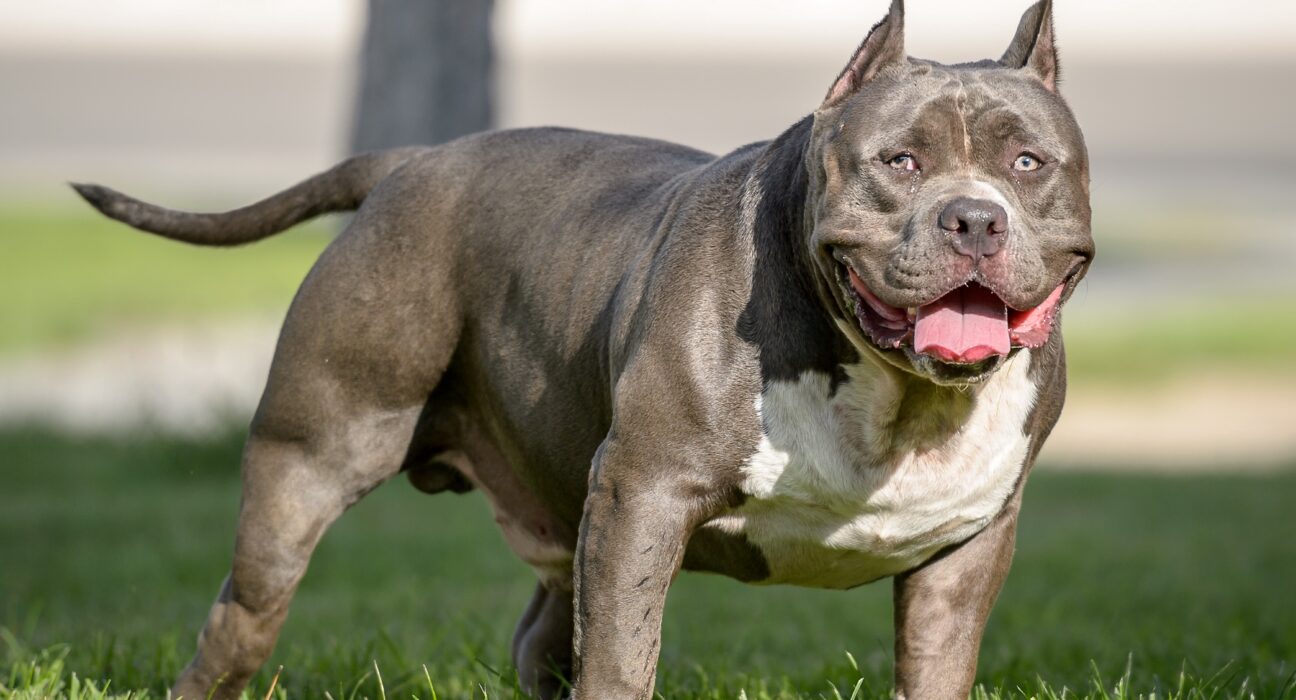 American Bully