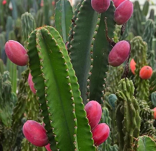 Peruvian Apple Cactus