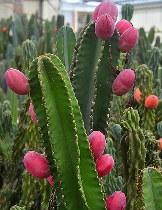 Peruvian Apple Cactus