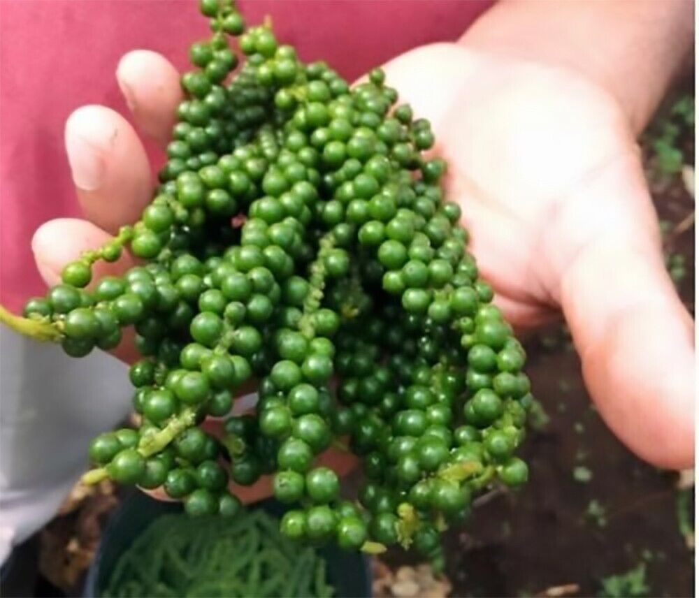 green peppercorns