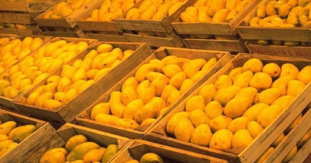 Fresh mangoes on display at a local market in Pakistan, reflecting the seasonal fluctuation in prices