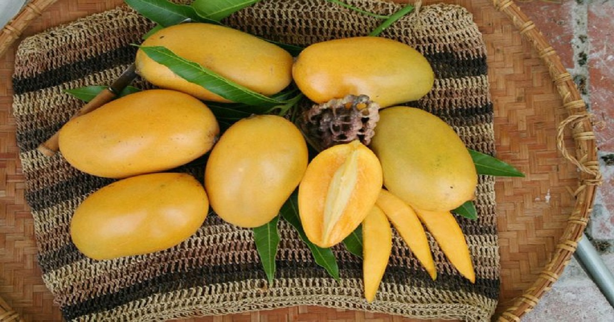 Pakistani farmers preparing mangoes for local market sales — fresh produce directly impacts mango prices